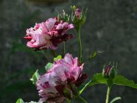 Růže 'Ferdinand Pichard' - Historické růže (Rosa)