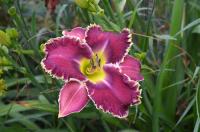 Denivka (Hemerocallis)