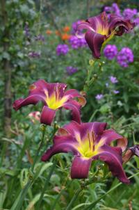 Denivka (Hemerocallis)