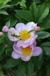 Pivoňka čínská (Paeonia lactiflora)