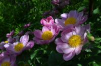 Pivoňka čínská (Paeonia lactiflora)