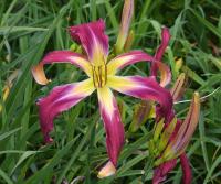 Denivka 'Heavenly Way Big' (Hemerocallis)
