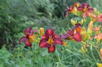 Denivka (Hemerocallis)