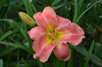 Denivka (Hemerocallis)