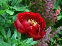 Pivoňka čínská 'Buckeye Belle' (Paeonia lactiflora)