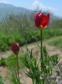 Tulipán (Tulipa julia)