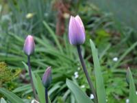 Tulipán 'Light and Dreamy' (Tulipa)