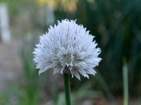 Pažitka pobřežní 'Black Isle Blush' (Allium schoenoprasum)
