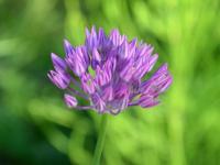Česnek (Allium rubellum)