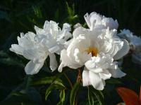 Pivoňka čínská 'Lois Kelsey' (Paeonia lactiflora)