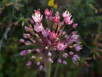 Česnek (Allium trachyscordum)