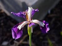 Kosatec 'Blue Meadow Fly' - Sibiřské kosatce (Iris)