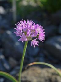 Česnek 'Rosy Dream' (Allium carolinianum)