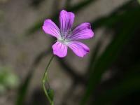 Kakost (Geranium rectum)