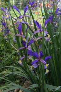 Kosatec 'Premier' (Iris)