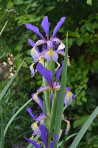 Kosatec 'Premier' (Iris)