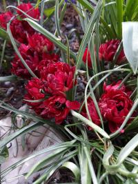 Tulipa humilis var. pulchella    'Tete a Tete'  Tulpe Pflanze