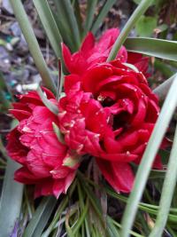 Tulipa humilis var. pulchella        'Tete a Tete'  Tulpe Pflanze