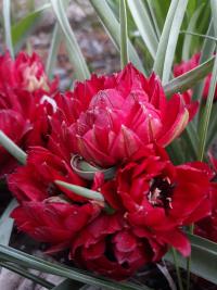 Tulipa humilis var. pulchella               'Tete a Tete'  Tulpe Blüten