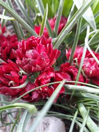 Tulipa humilis var. pulchella                'Tete a Tete'  Tulpe Blüten