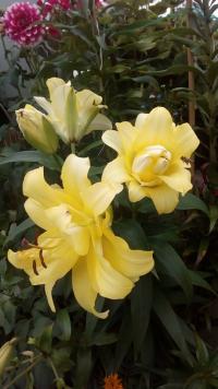 Lilium x hybridum  'Exotic Sun' - Lilie