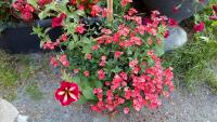 Ostruhatka (Diascia)