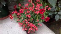 Ostruhatka (Diascia)