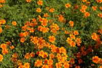 Aksamitník úzkolistý Tangerine Gem (Tagetes tenuifolia)