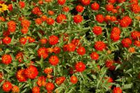 Ostálka sličná (Zinnia elegans)