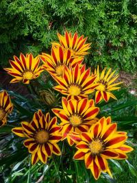 Gazánie zářivá (Gazania rigens)