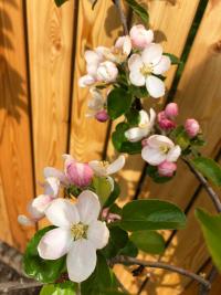 Jabloň domácí 'Croquella' (Malus domestica)