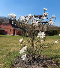 Šácholan (Magnolia)