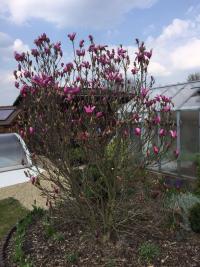 Šácholan 'Susan' (Magnolia)