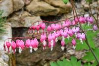 Srdcovka nádherná (Lamprocapnos spectabilis)
