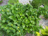 Hortenzie velkolistá (Hydrangea macrophylla)