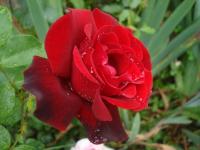 Růže 'Barcarolle' - Velkokvěté růže (Rosa)