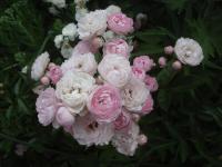 Rosa 'Andikó'  Rose Blüten