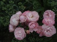 Rosa  'Andikó'  Rose Blüten