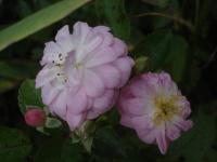 Růže 'Baba Kay' - Mnohokvěté růže