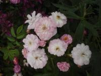 Růže 'Baba Kay' - Mnohokvěté růže