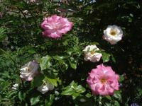 Růže 'Händel' (Rosa)