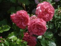 Růže 'Rosarium Uetersen' (Rosa)