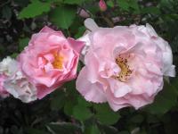 Růže 'Indra' (Rosa)