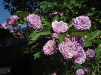Rosa   'Parník Liptov'  Rose Blüten