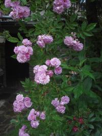 Růže 'Parník Liptov'