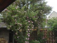 Rosa  'Parník Liptov'  Rose Pflanze