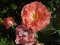 Růže 'Münchner Kindl' - Mnohokvěté růže (Rosa)