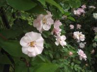 Růže 'Climbing Bonica' (Rosa)