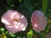 Růže 'Climbing Bonica' (Rosa)