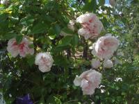 Růže 'Edmond Proust' (Rosa)